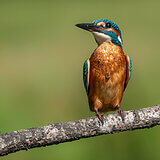 Kingfishers